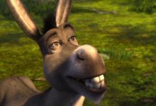 o mais burro de todos