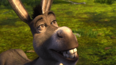 o mais burro de todos