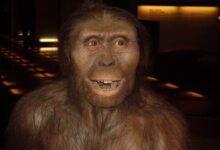 a origem do homem Australopithecus