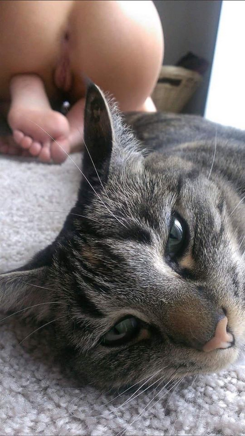 Teste psicotecnico Cade o Gato