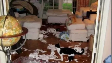 1 Sem20tC3ADtulo2023 thumb5B35D