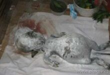 strangest creature earth 3 thumb