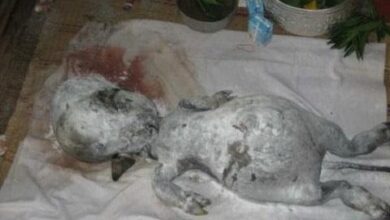 strangest creature earth 3 thumb