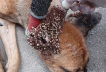 multidao de carrapatos thumb5B15D