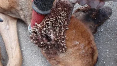 multidao de carrapatos thumb5B15D