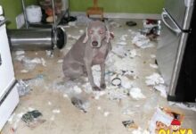 cachorrosetraquinagens11 thumb