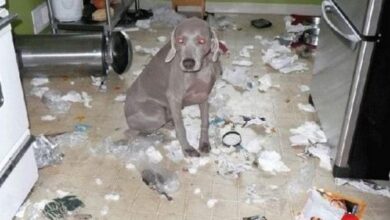 cachorrosetraquinagens11 thumb