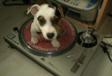 enhanced buzz 7018 1331243078 83