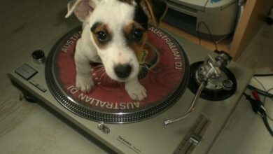 enhanced buzz 7018 1331243078 83