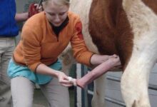 limpando a pica do cavalo