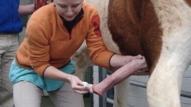 limpando a pica do cavalo