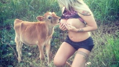 sabrina boing boing amamentando bezerro