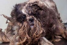 aprimeiratosadeumco thumb