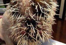 bulldog ataca porco espinho