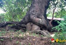 naturezasacana thumb