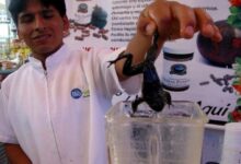 Suco de sapo é iguaria usada como viagra natural