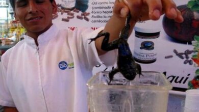 Suco de sapo é iguaria usada como viagra natural