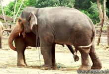 surubadeelefantes