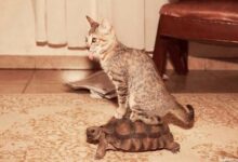 tartarugas nao e taxi mas os animais nao sabem 1