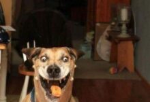 fotos tiradas no momento certo 1