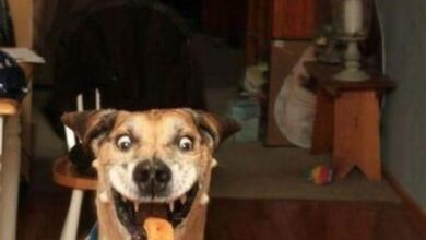 fotos tiradas no momento certo 1