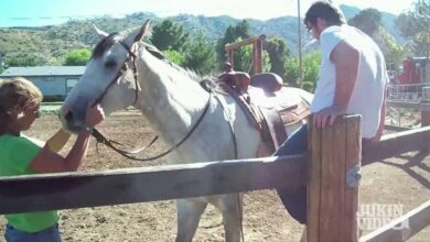 quando um jumento resolve montar um cavalo.html