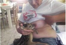 as piores perolas do facebook 1