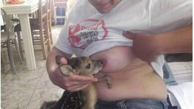 as piores perolas do facebook 1