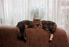 fotos tiradas no angulo certo 1