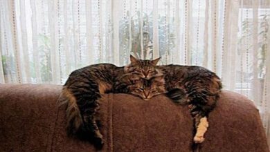 fotos tiradas no angulo certo 1