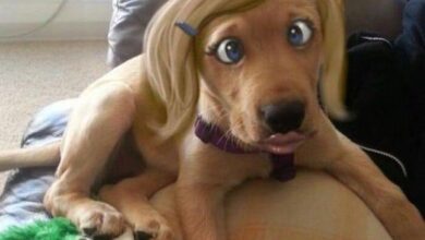 brincando de photoshop 1