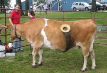 vacas com furo do lado