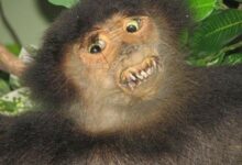 animais estranhos empalhados 1