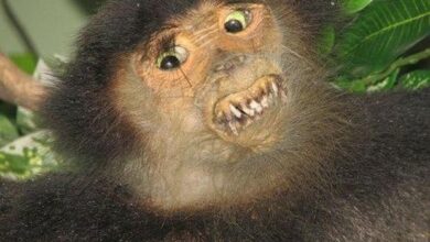 animais estranhos empalhados 1