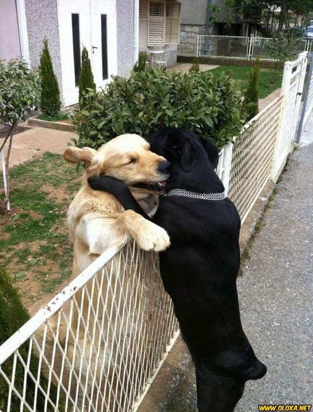 Eles lambem, esfregam, mordem... e parece até que estão no cio do amor