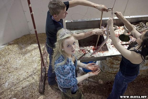 Imagem de centenas de cascavéis mortas empilhadas em arena durante o festival