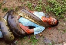 homem morto sucuri enrolada