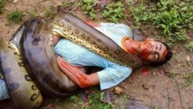 Homem é encontrado morto homem morto sucuri enrolada