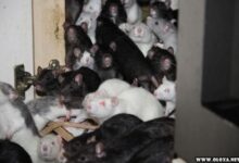 Amante dos animais dividia o apartamento de dois quartos com trezentos ratos 1