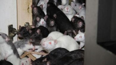 Amante dos animais dividia o apartamento de dois quartos com trezentos ratos 1