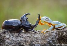 um sapo montando em um besouro 1