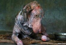 Cao passa por transformacao apos ser encontrado doente 1