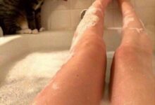 gatos simplesmente sendo gatos 1