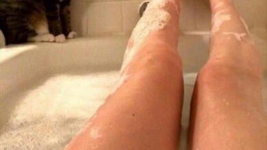 gatos simplesmente sendo gatos 1