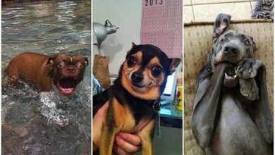 os cachorros mais feios e engracados pelo mundo 1