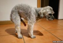 Aquele momento em que seu cachorro tem o pinto maior que voce