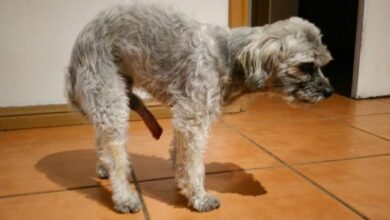 Aquele momento em que seu cachorro tem o pinto maior que voce