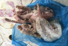 gambas temperados encontrados em restaurante