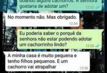 ta afim de adotar um cachorro 3