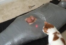 masoquismo ao extremo